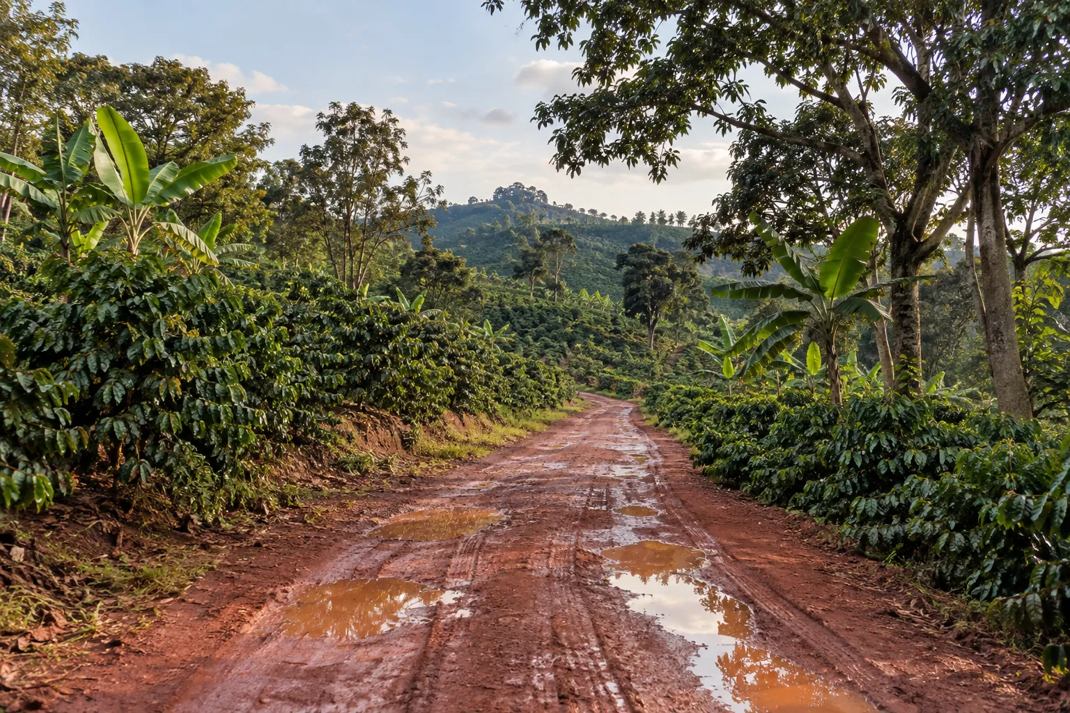 A red laterite road through a coffee plantation after rain, puddles reflecting the sky, banana and shade trees on both sides