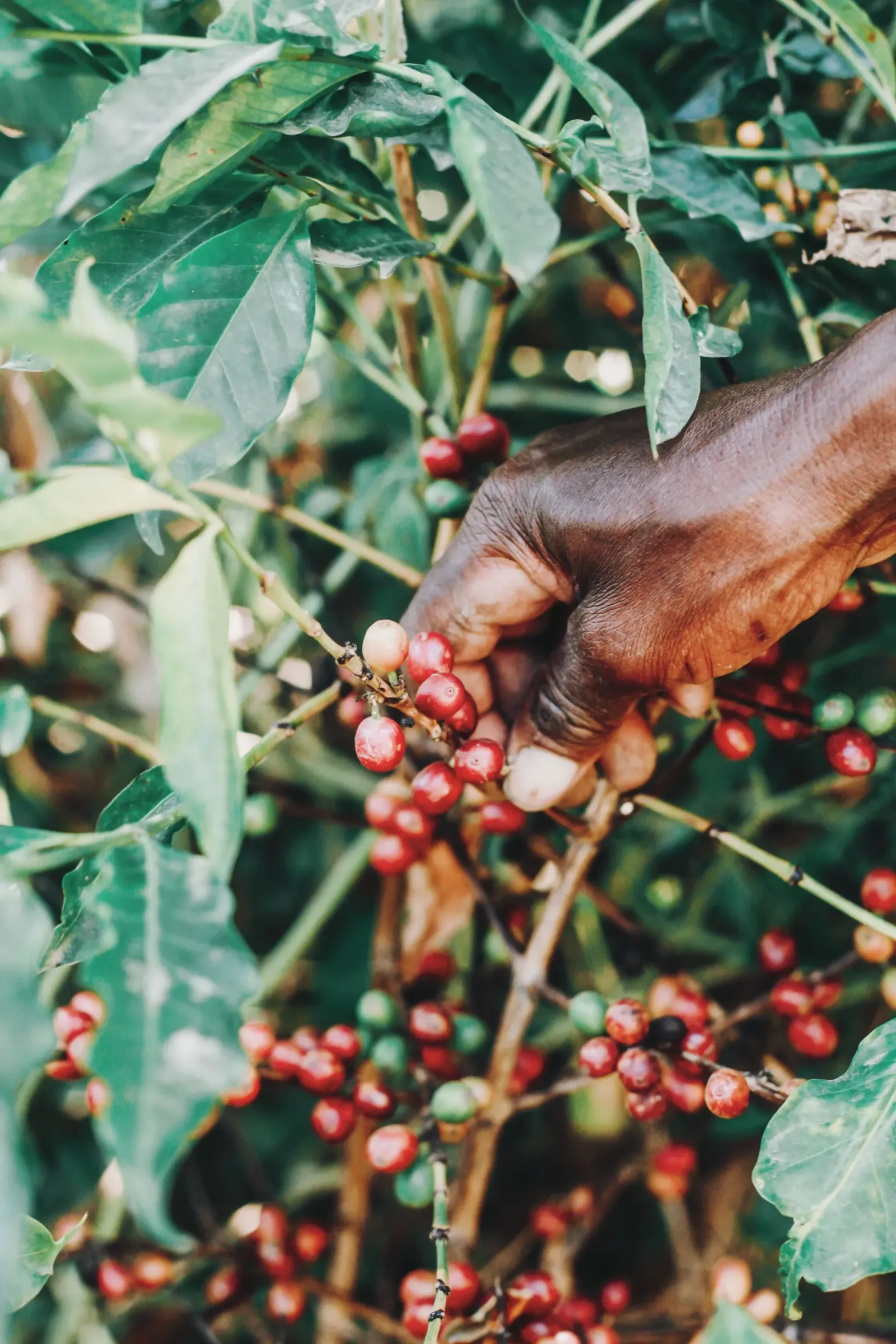 A hand at a coffee branch